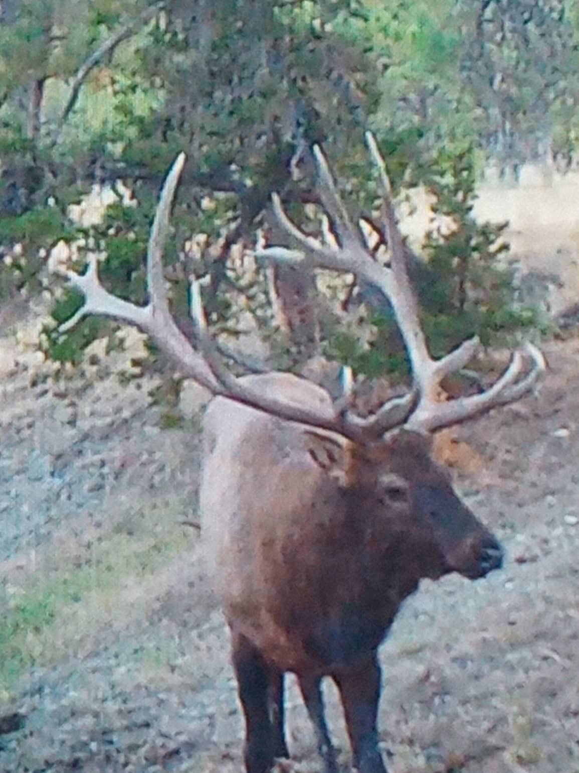 Scenic Montana Ranch with Elk, Deer & Trout Fishing