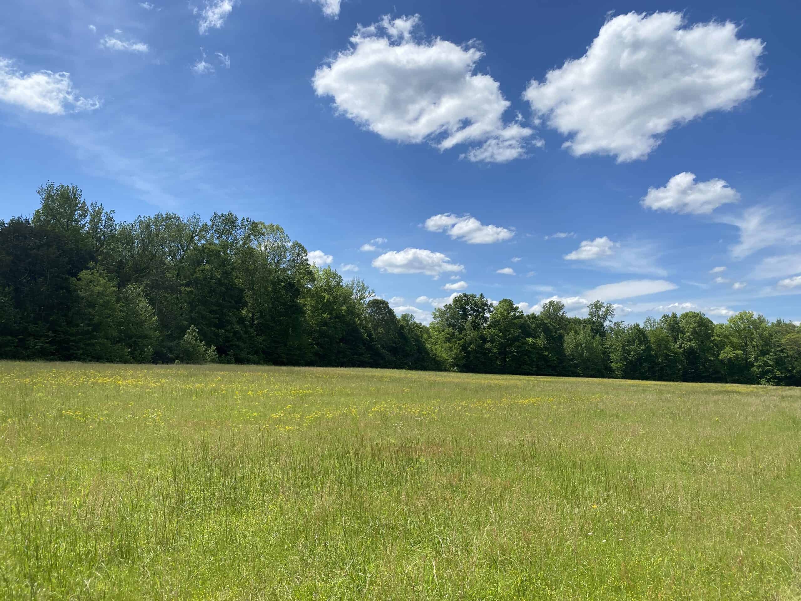 LAND FOR SALE IN TN, 39 AC+/-, CREEK, OPEN & WOODED, HUNTING