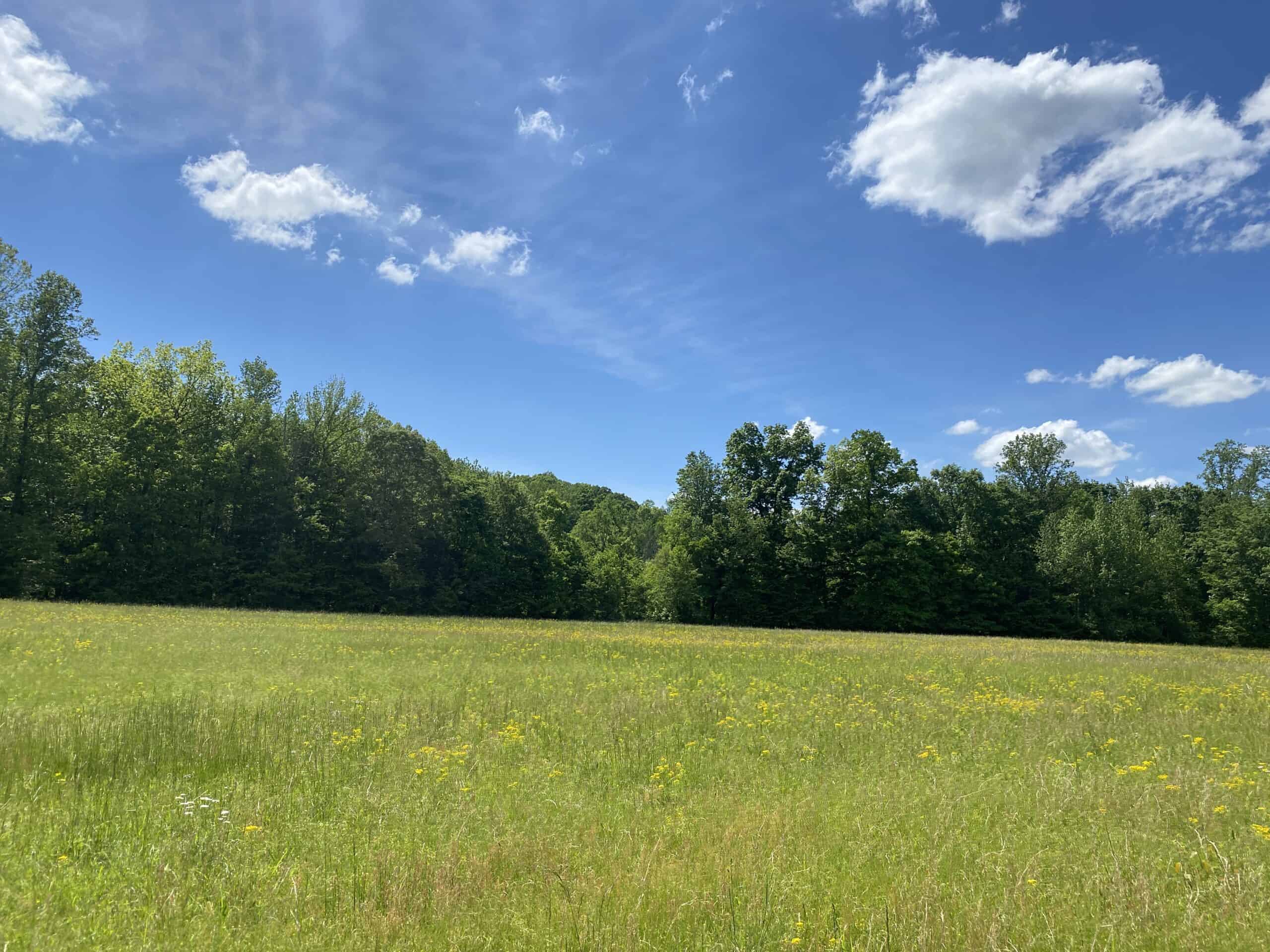 LAND FOR SALE IN TN, 39 AC+/-, CREEK, OPEN & WOODED, HUNTING