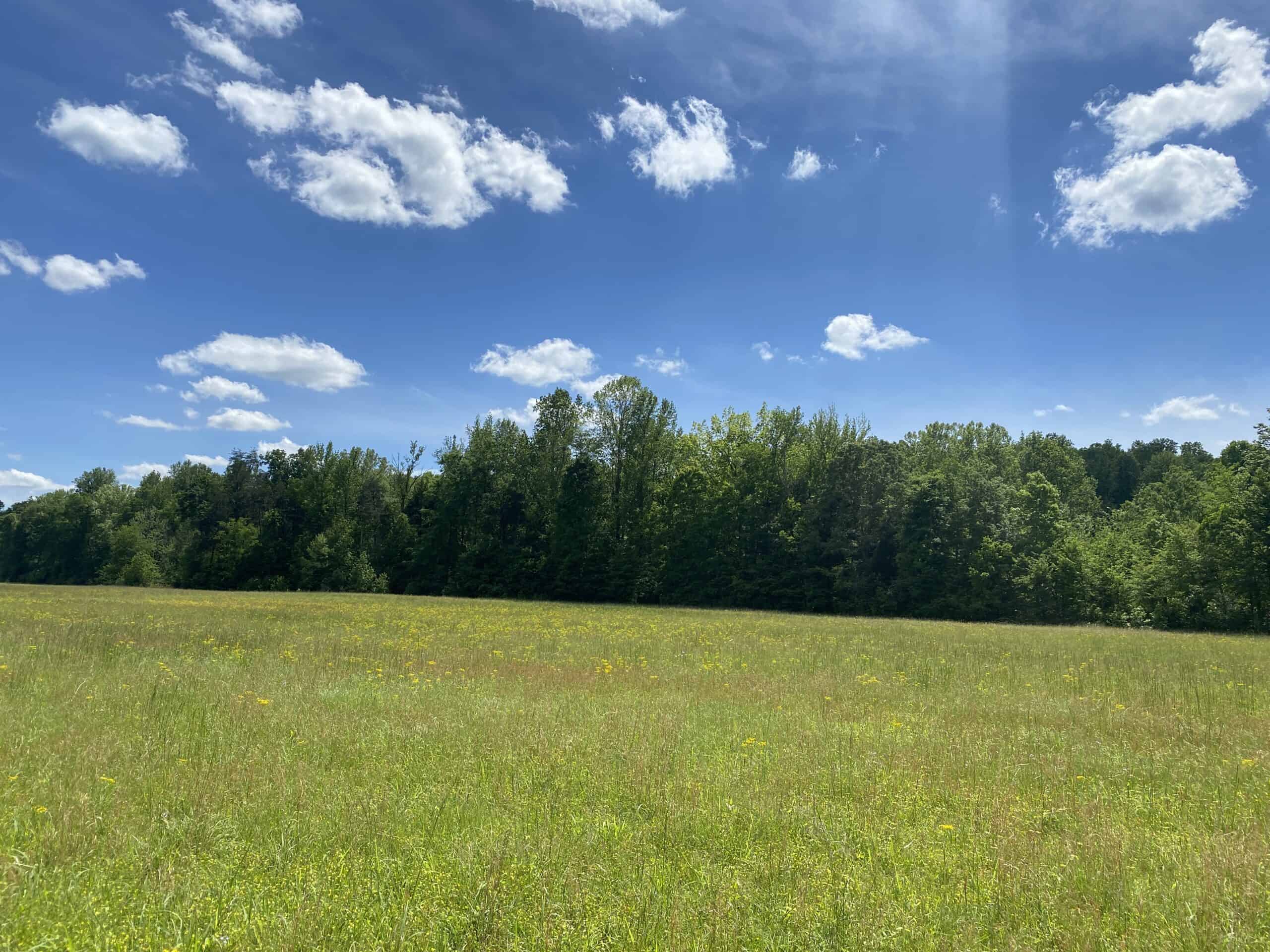 LAND FOR SALE IN TN, 39 AC+/-, CREEK, OPEN & WOODED, HUNTING