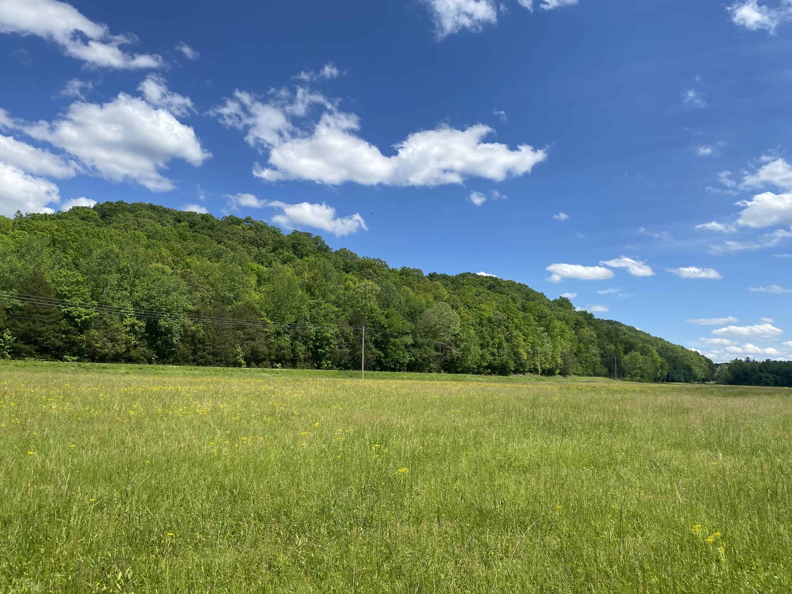 LAND FOR SALE IN TN, 39 AC+/-, CREEK, OPEN & WOODED, HUNTING