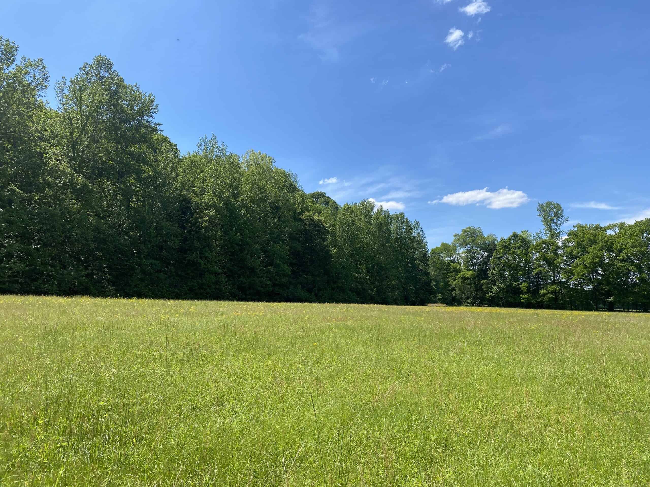 LAND FOR SALE IN TN, 39 AC+/-, CREEK, OPEN & WOODED, HUNTING