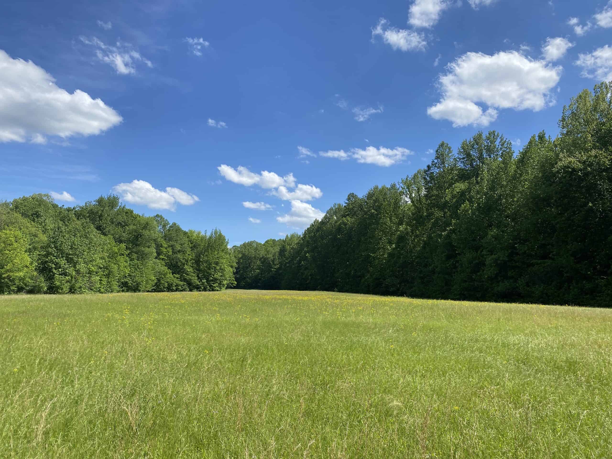 LAND FOR SALE IN TN, 39 AC+/-, CREEK, OPEN & WOODED, HUNTING