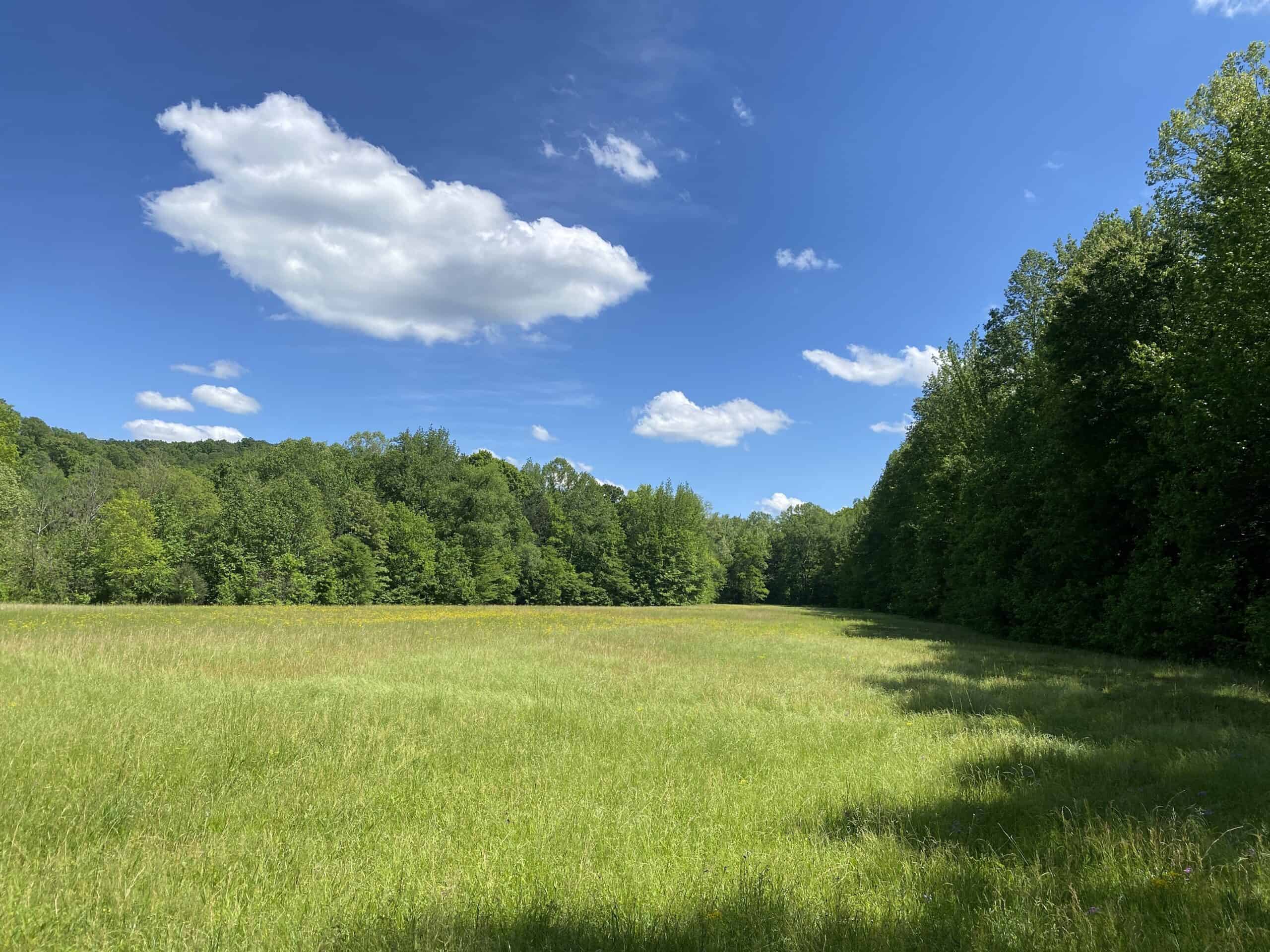 LAND FOR SALE IN TN, 39 AC+/-, CREEK, OPEN & WOODED, HUNTING