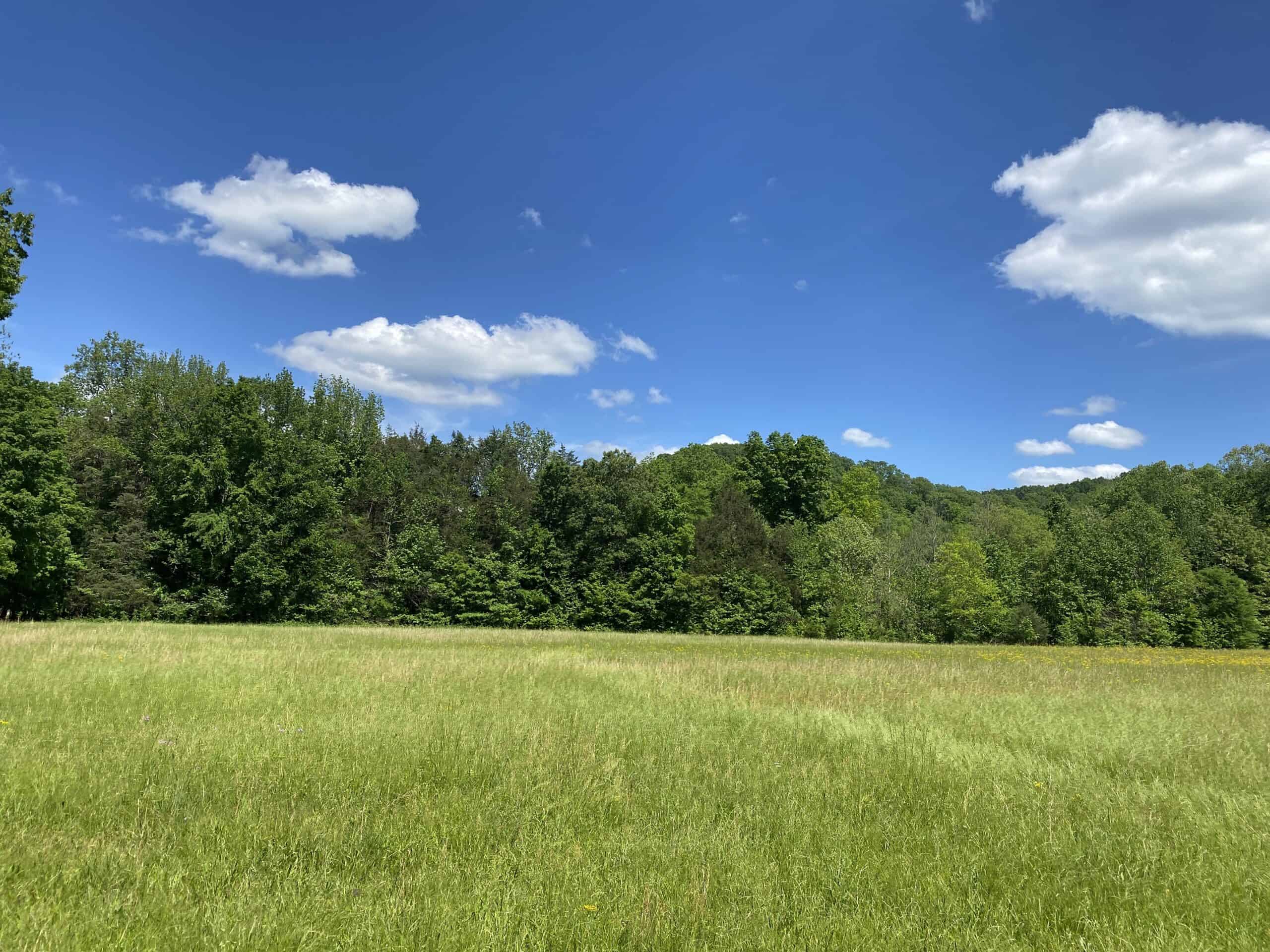 LAND FOR SALE IN TN, 39 AC+/-, CREEK, OPEN & WOODED, HUNTING
