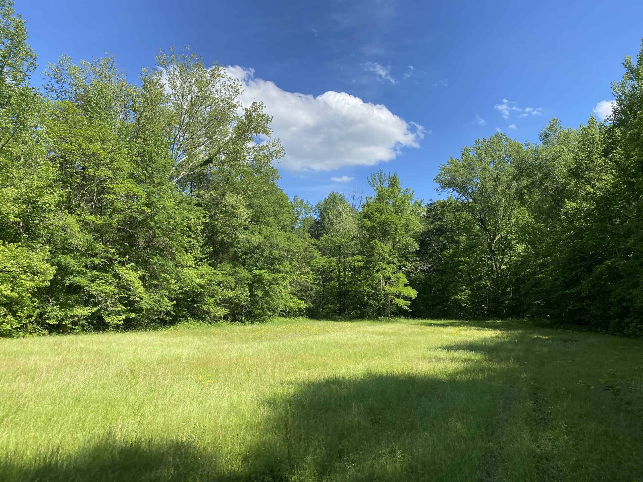 LAND FOR SALE IN TN, 39 AC+/-, CREEK, OPEN & WOODED, HUNTING
