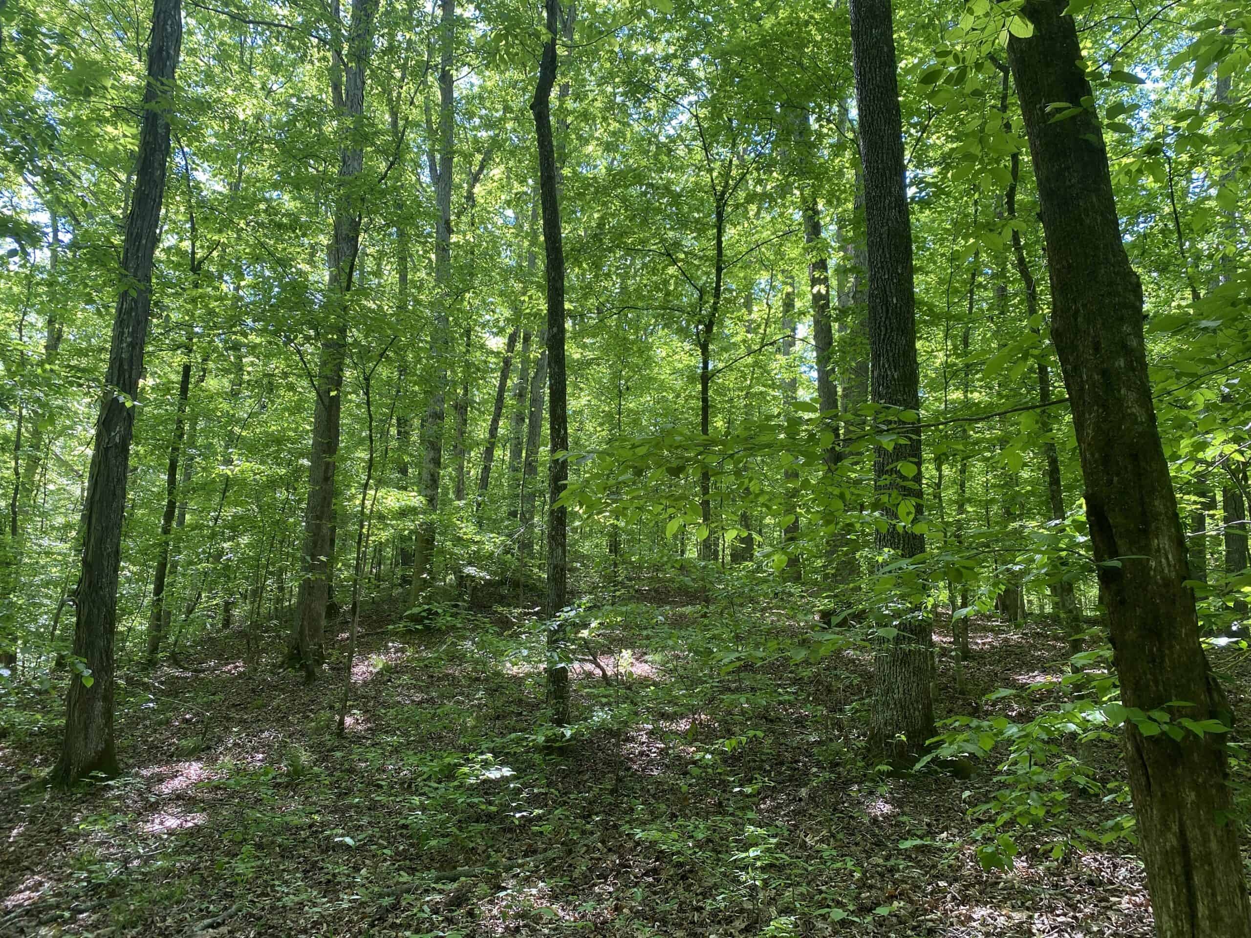 LAND FOR SALE IN TN, 39 AC+/-, CREEK, OPEN & WOODED, HUNTING
