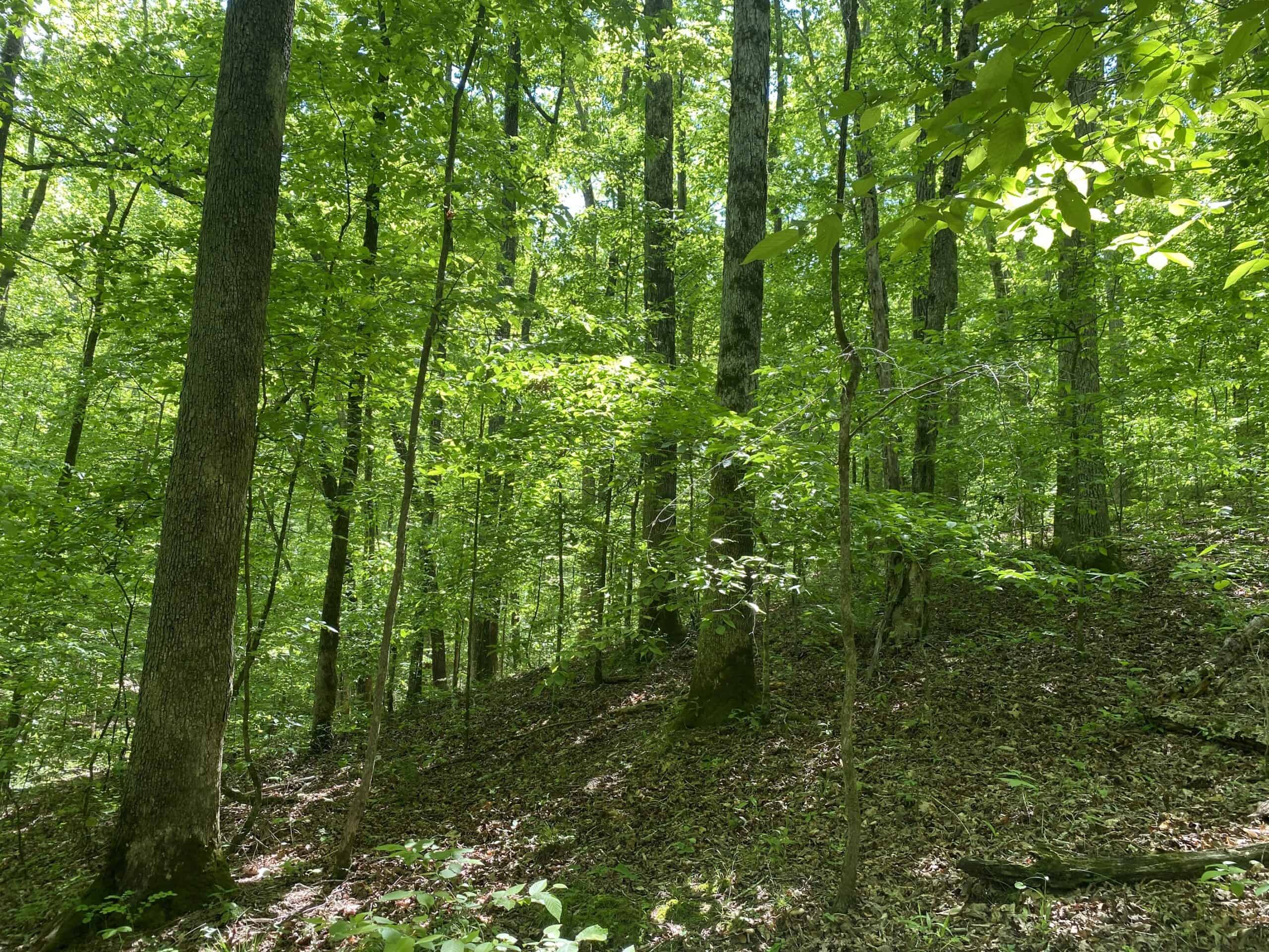 LAND FOR SALE IN TN, 39 AC+/-, CREEK, OPEN & WOODED, HUNTING