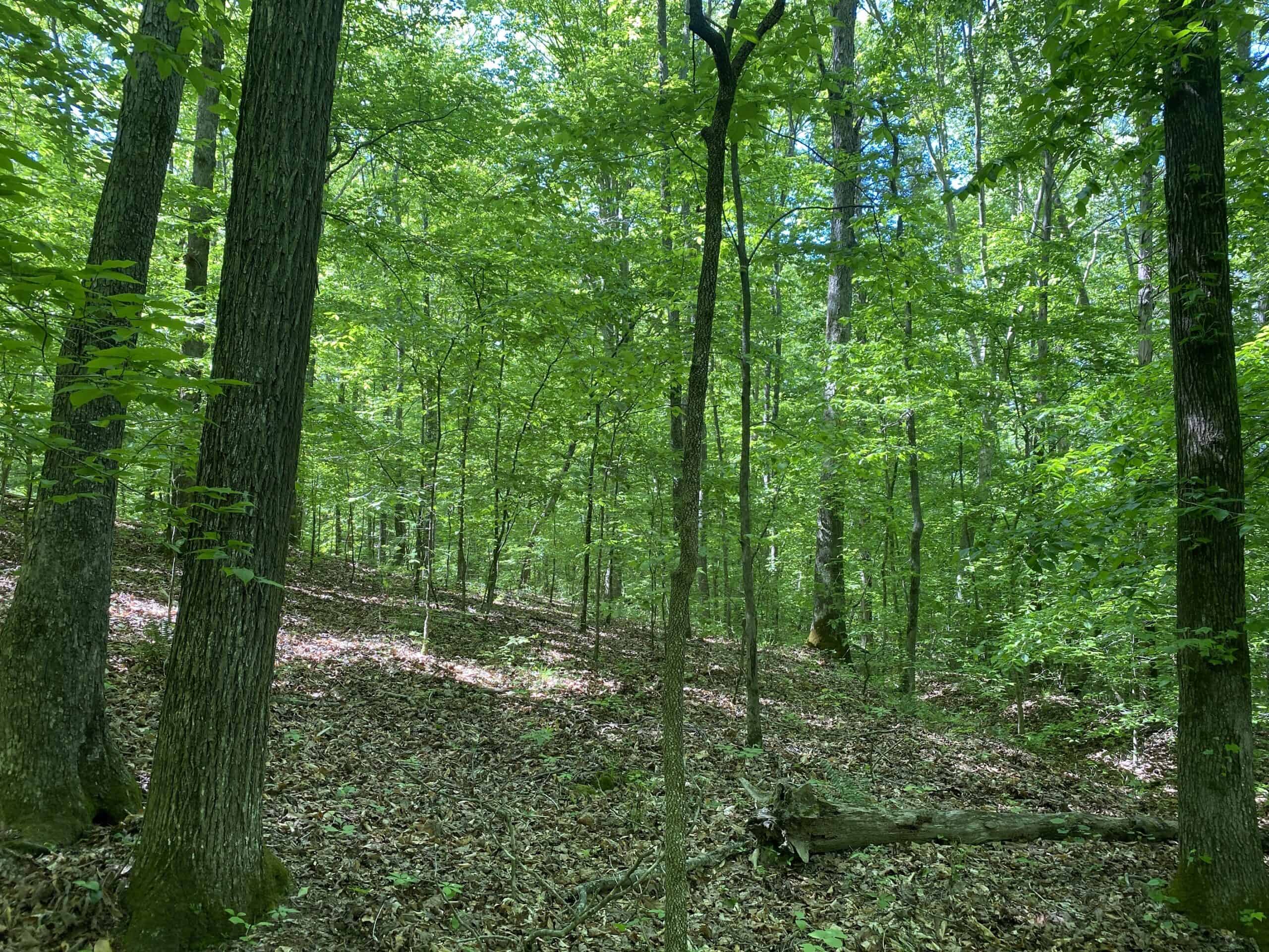 LAND FOR SALE IN TN, 39 AC+/-, CREEK, OPEN & WOODED, HUNTING