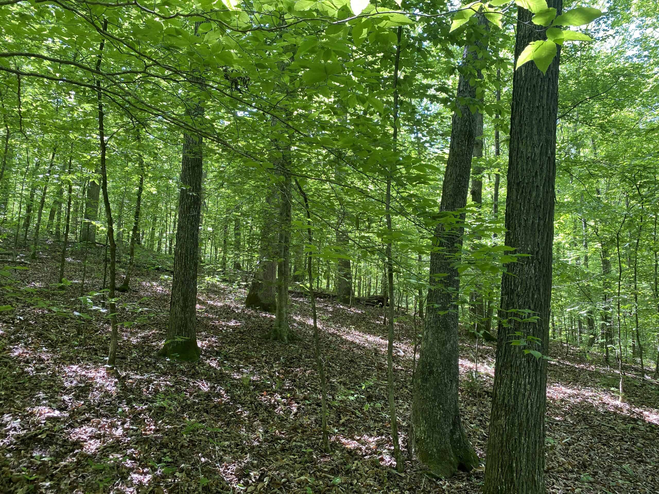 LAND FOR SALE IN TN, 39 AC+/-, CREEK, OPEN & WOODED, HUNTING