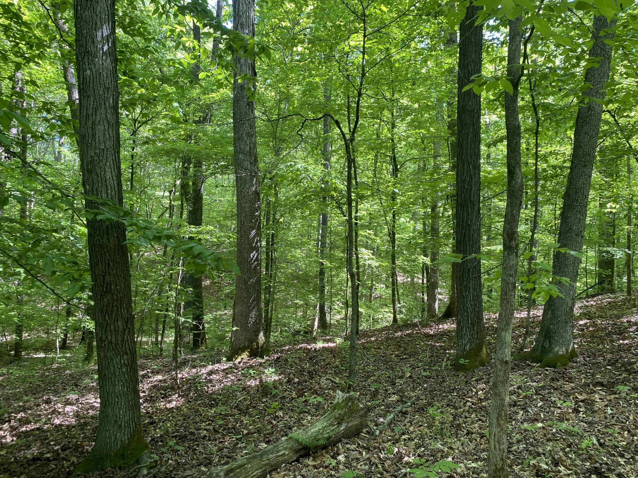 LAND FOR SALE IN TN, 39 AC+/-, CREEK, OPEN & WOODED, HUNTING