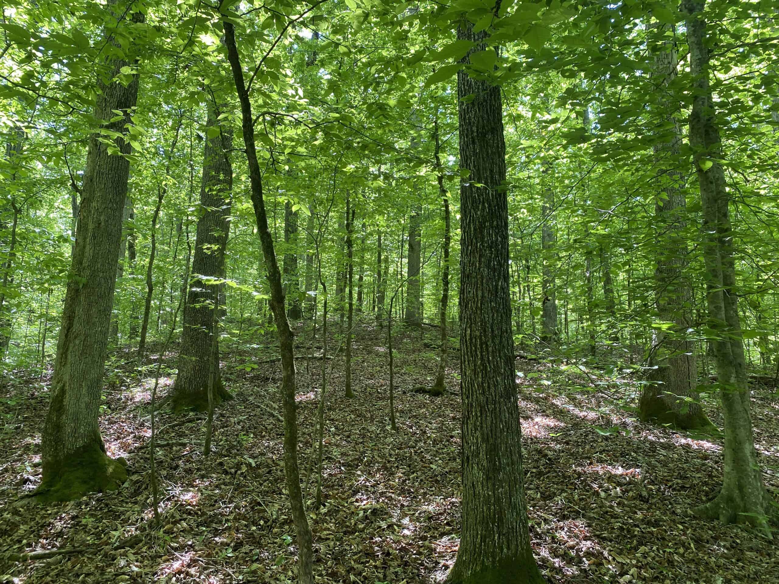 LAND FOR SALE IN TN, 39 AC+/-, CREEK, OPEN & WOODED, HUNTING