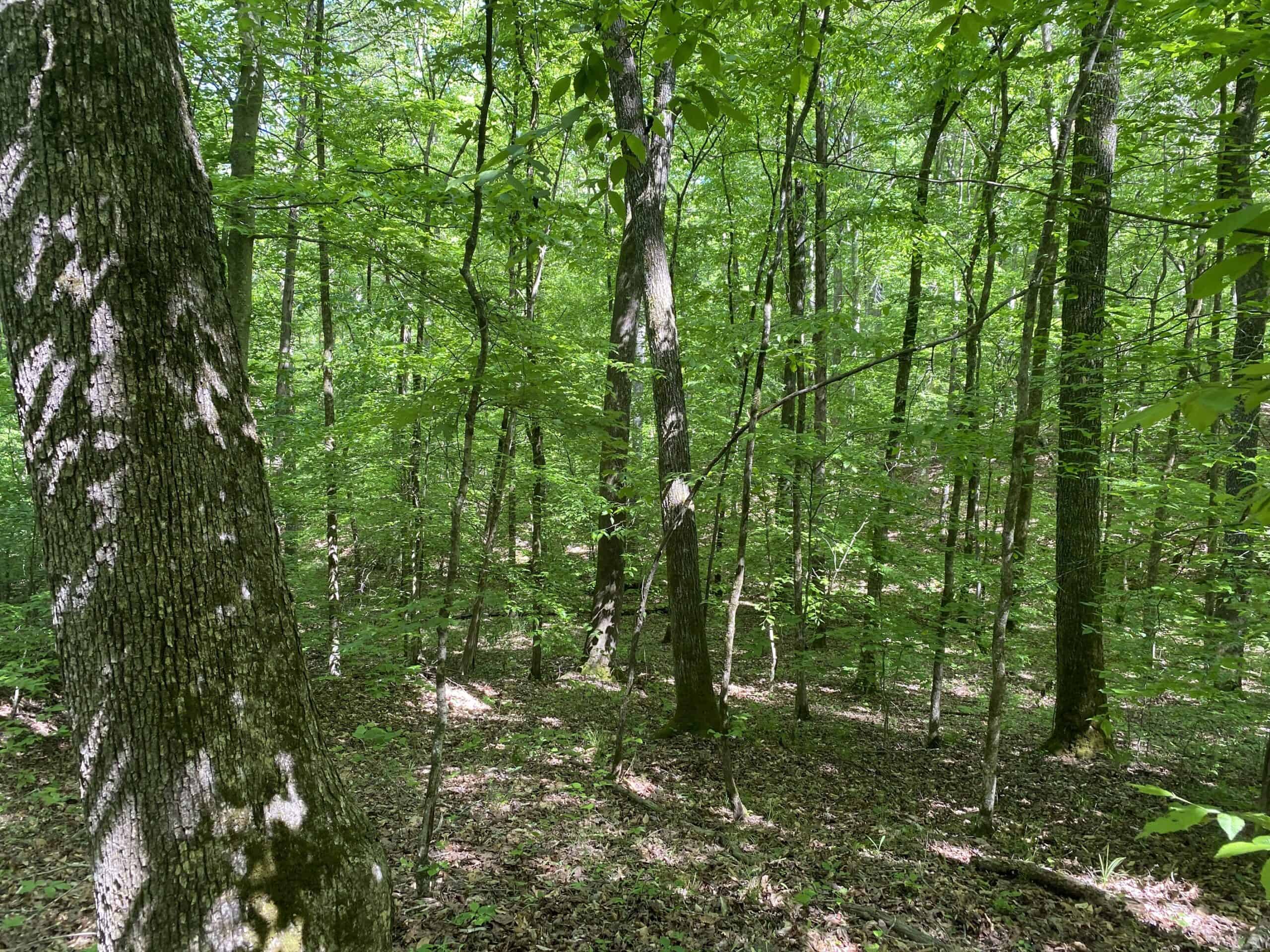 LAND FOR SALE IN TN, 39 AC+/-, CREEK, OPEN & WOODED, HUNTING