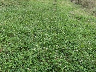 Turnkey Pike County, MS 70 Acres Hunting Property