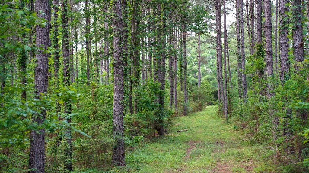 South Mississippi Hunting Paradise for Sale Amite County,MS