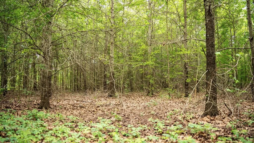 Hunting Land for Sale Morehouse Parish, LA