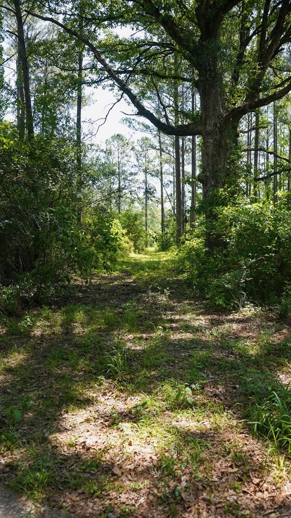 Turnkey Pike County, MS 70 Acres Hunting Property