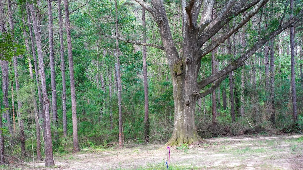 South Mississippi Hunting Paradise for Sale Amite County,MS