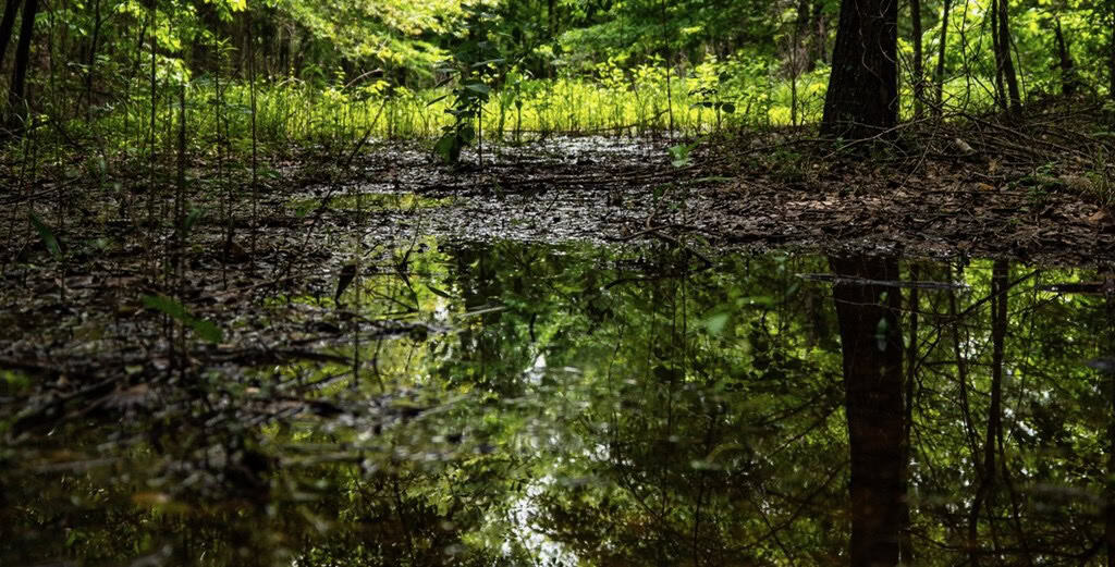 Hunting Land for Sale Morehouse Parish, LA