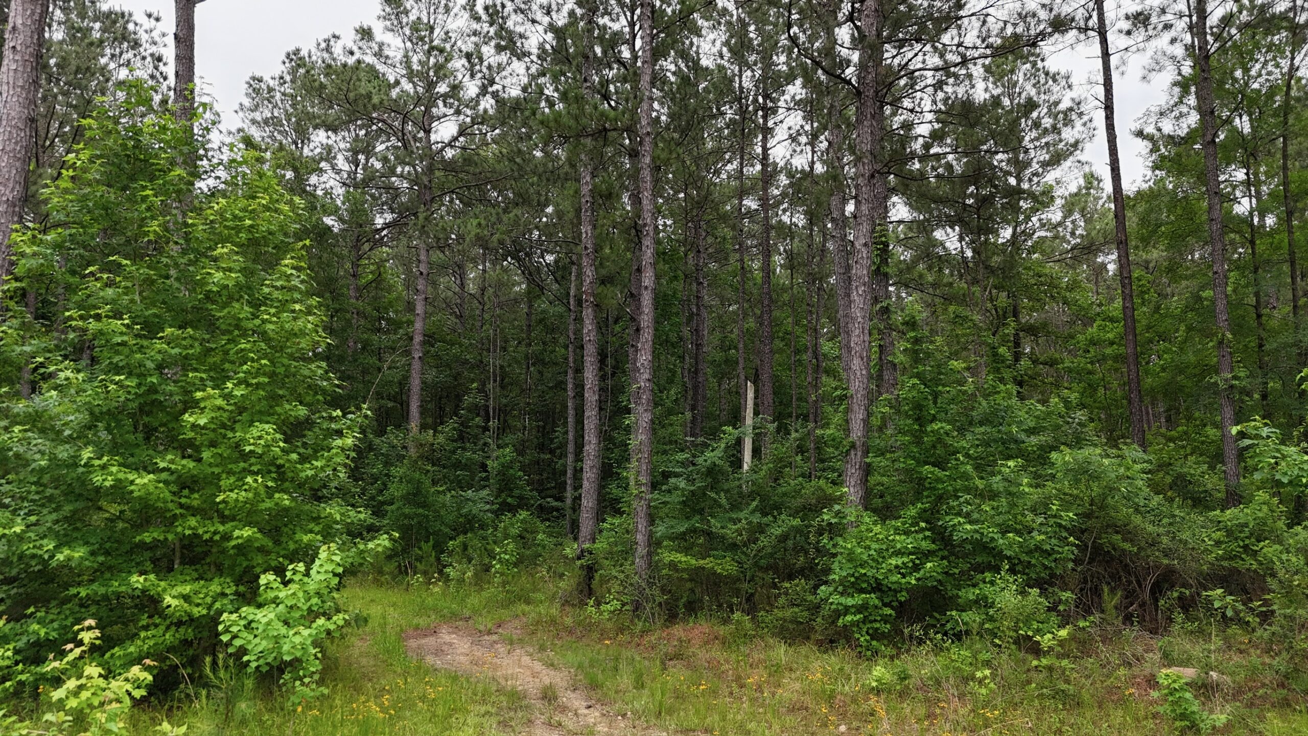 Riverfront Hunting Property with a Private Lake