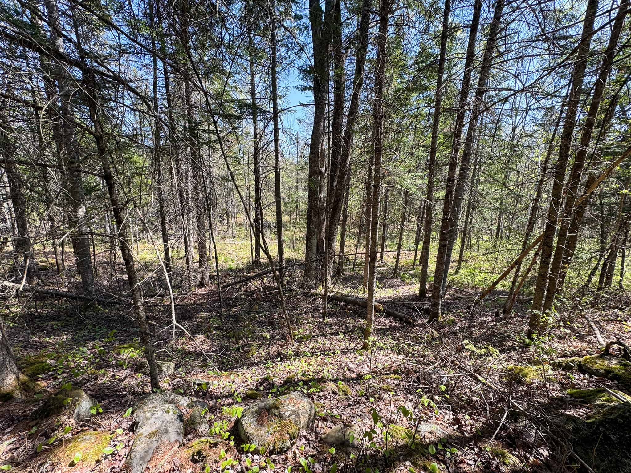 Escape to the Maine Woods – Off-Grid Getaway Cabin on 26± Acres
