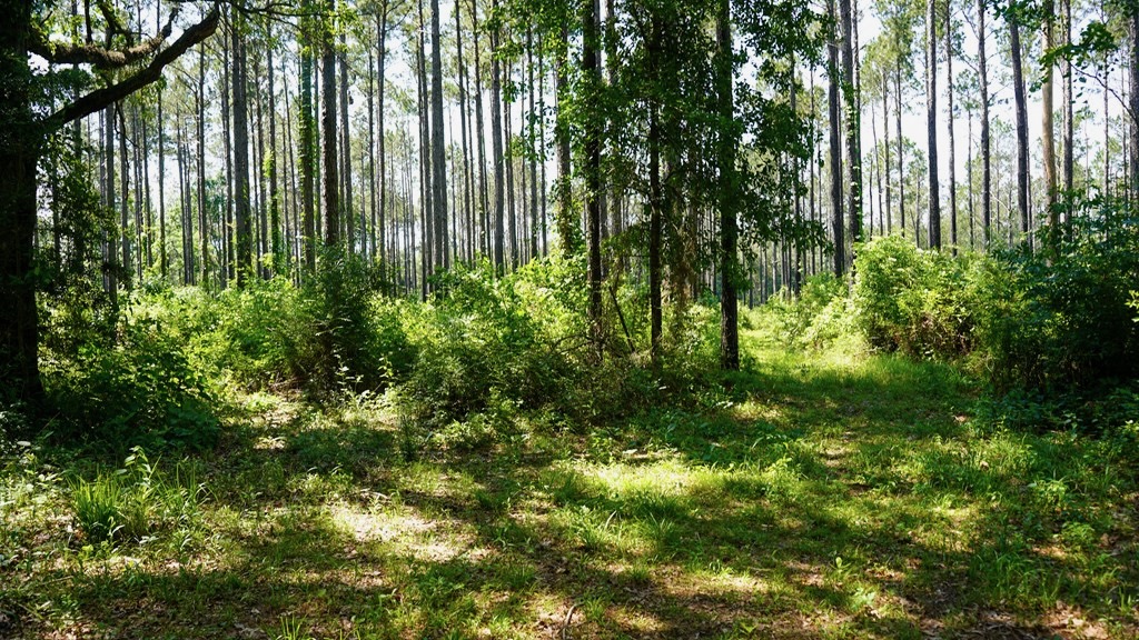 Turnkey Pike County, MS 70 Acres Hunting Property