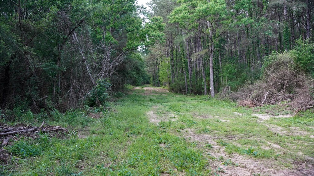 South Mississippi Hunting Paradise for Sale Amite County,MS