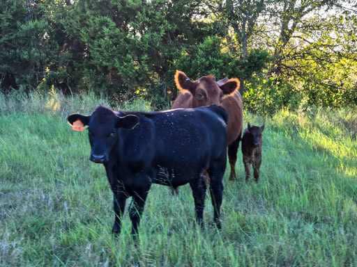 51.01 Acres for Sale in Gatesville, TX – Gated Entrance, Pond, and Stunning Views