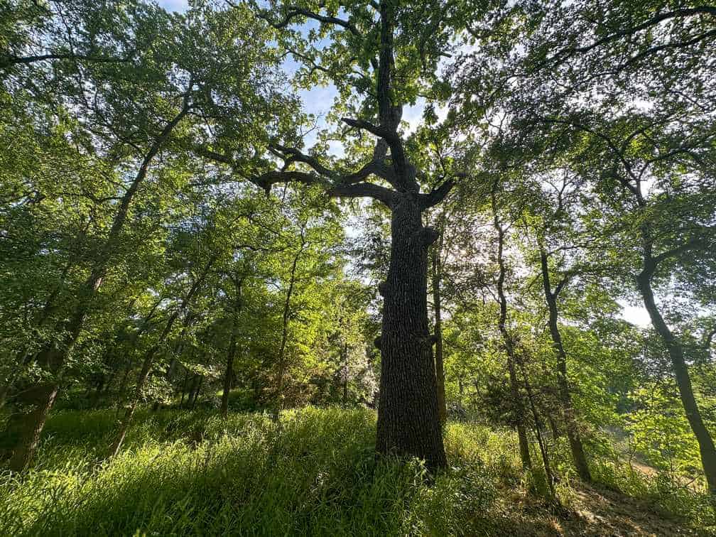 32-Acre Live Water Property with Leon River Frontage in Gatesville, TX