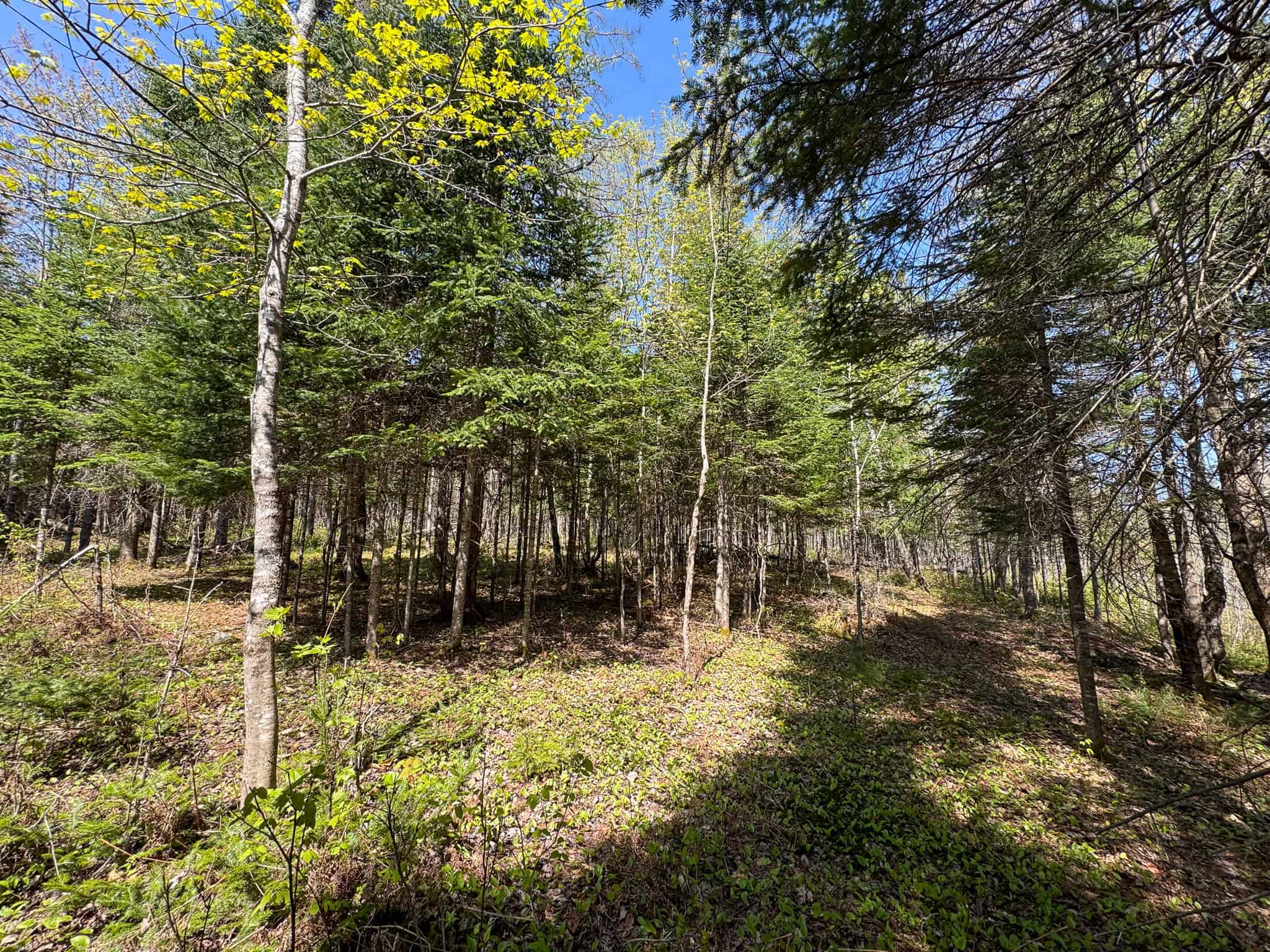 Escape to the Maine Woods – Off-Grid Getaway Cabin on 26± Acres