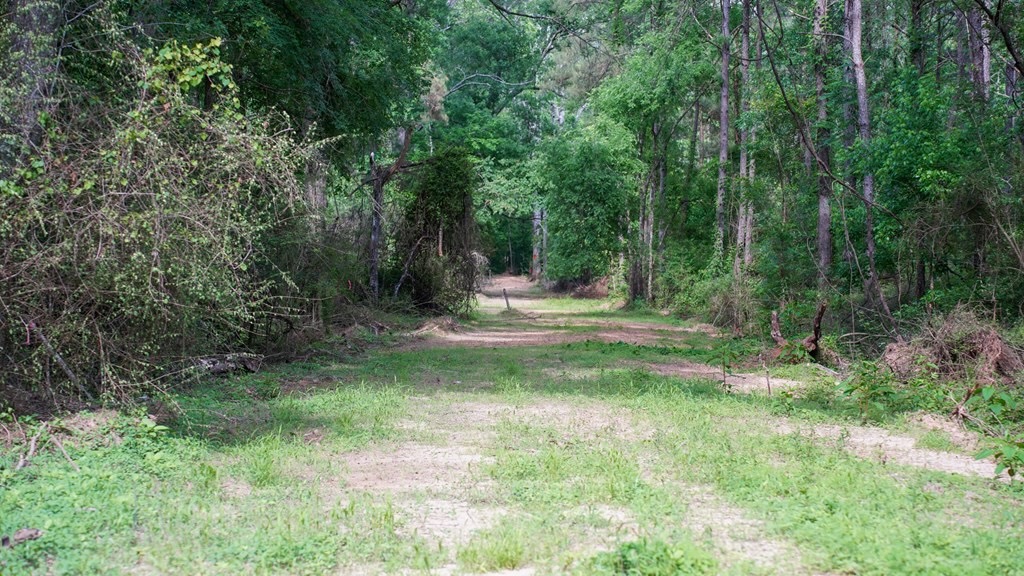 South Mississippi Hunting Paradise for Sale Amite County,MS