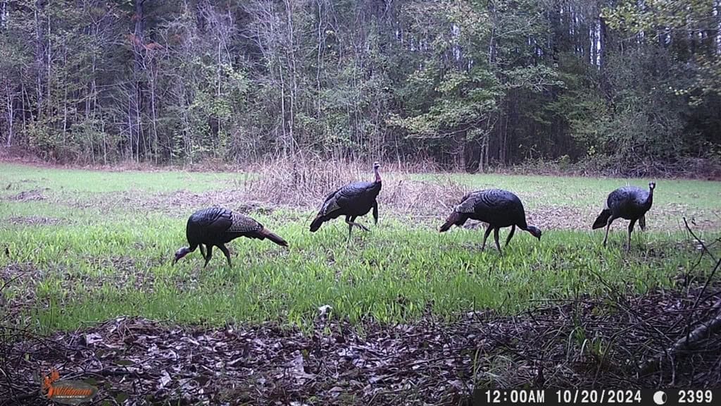586 Hunting Land in the Catahoula Hills with Creek