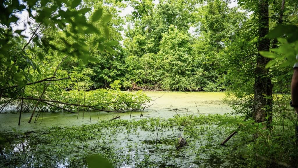Hunting Land for Sale Morehouse Parish, LA