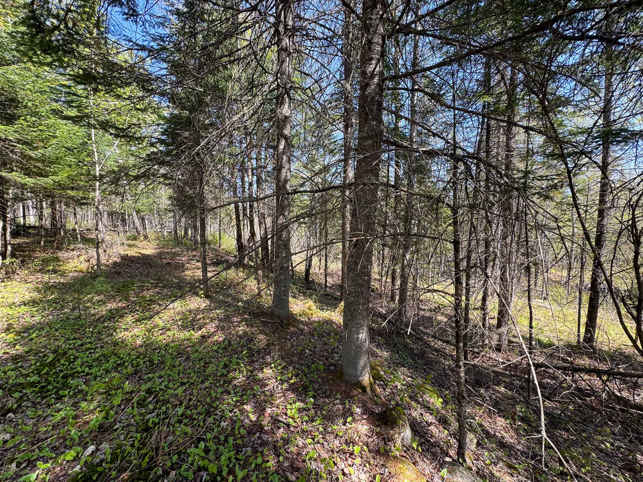 Escape to the Maine Woods – Off-Grid Getaway Cabin on 26± Acres