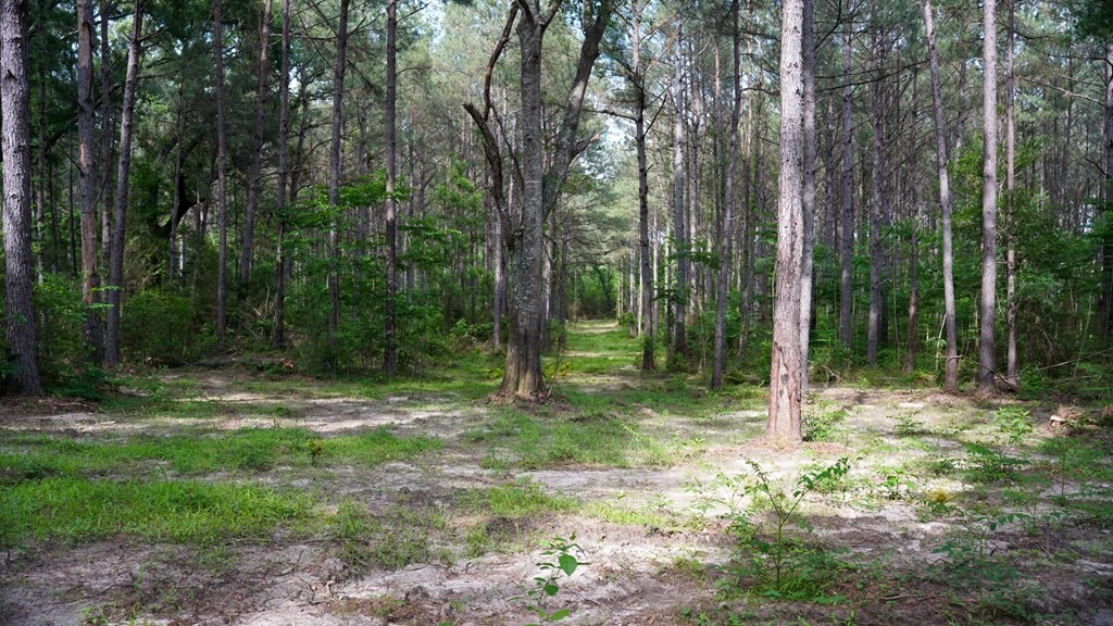 South Mississippi Hunting Paradise for Sale Amite County,MS