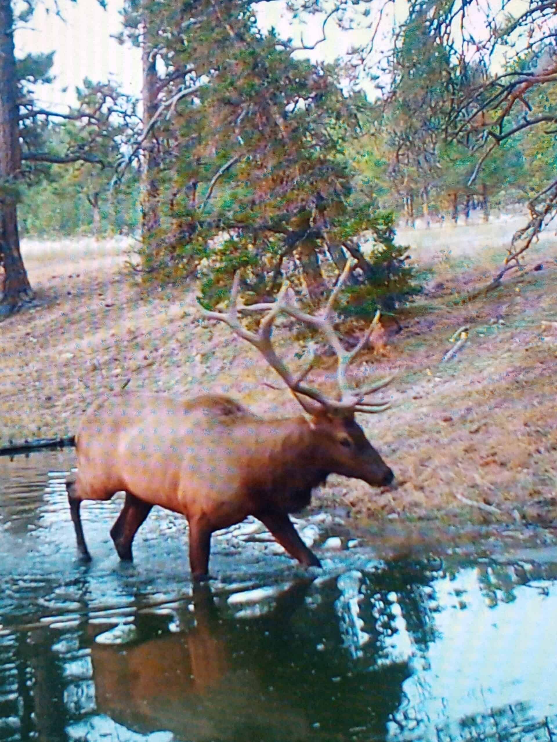 Scenic Montana Ranch with Elk, Deer & Trout Fishing