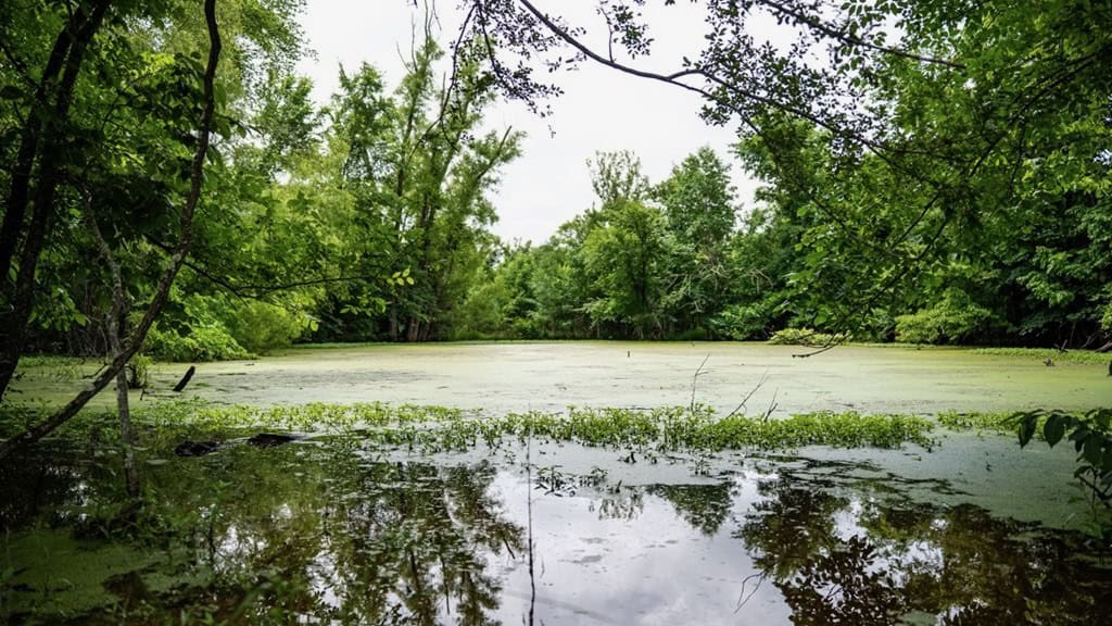 Hunting Land for Sale Morehouse Parish, LA