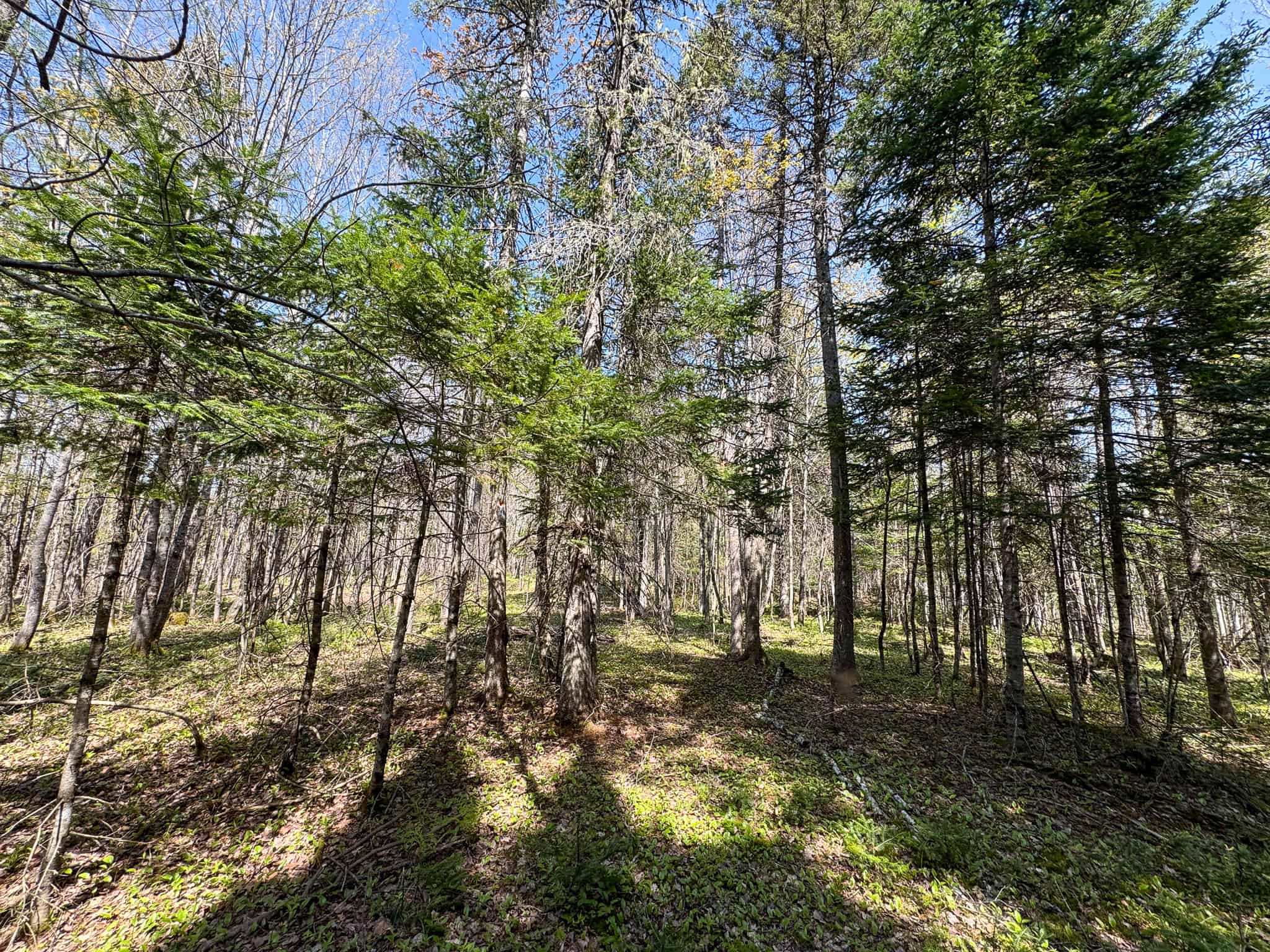 Escape to the Maine Woods – Off-Grid Getaway Cabin on 26± Acres