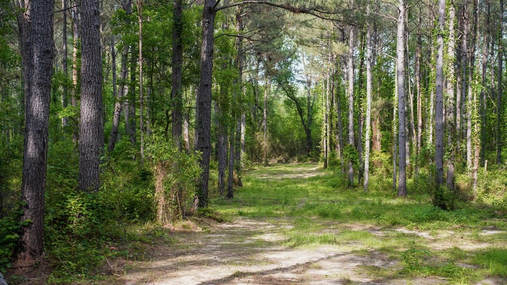 South Mississippi Hunting Paradise for Sale Amite County,MS