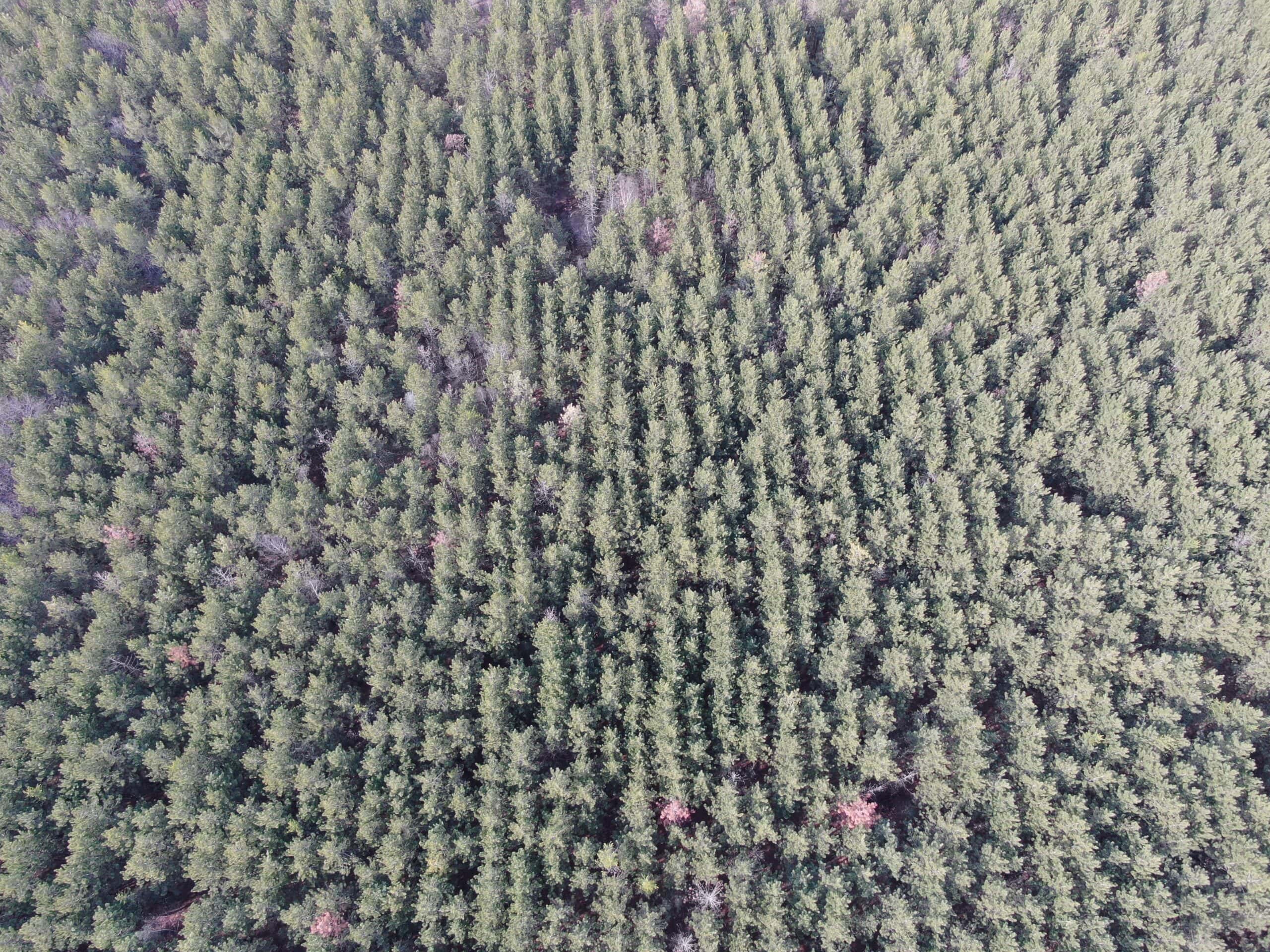 Juneau County 76 +/- Acre Parcel