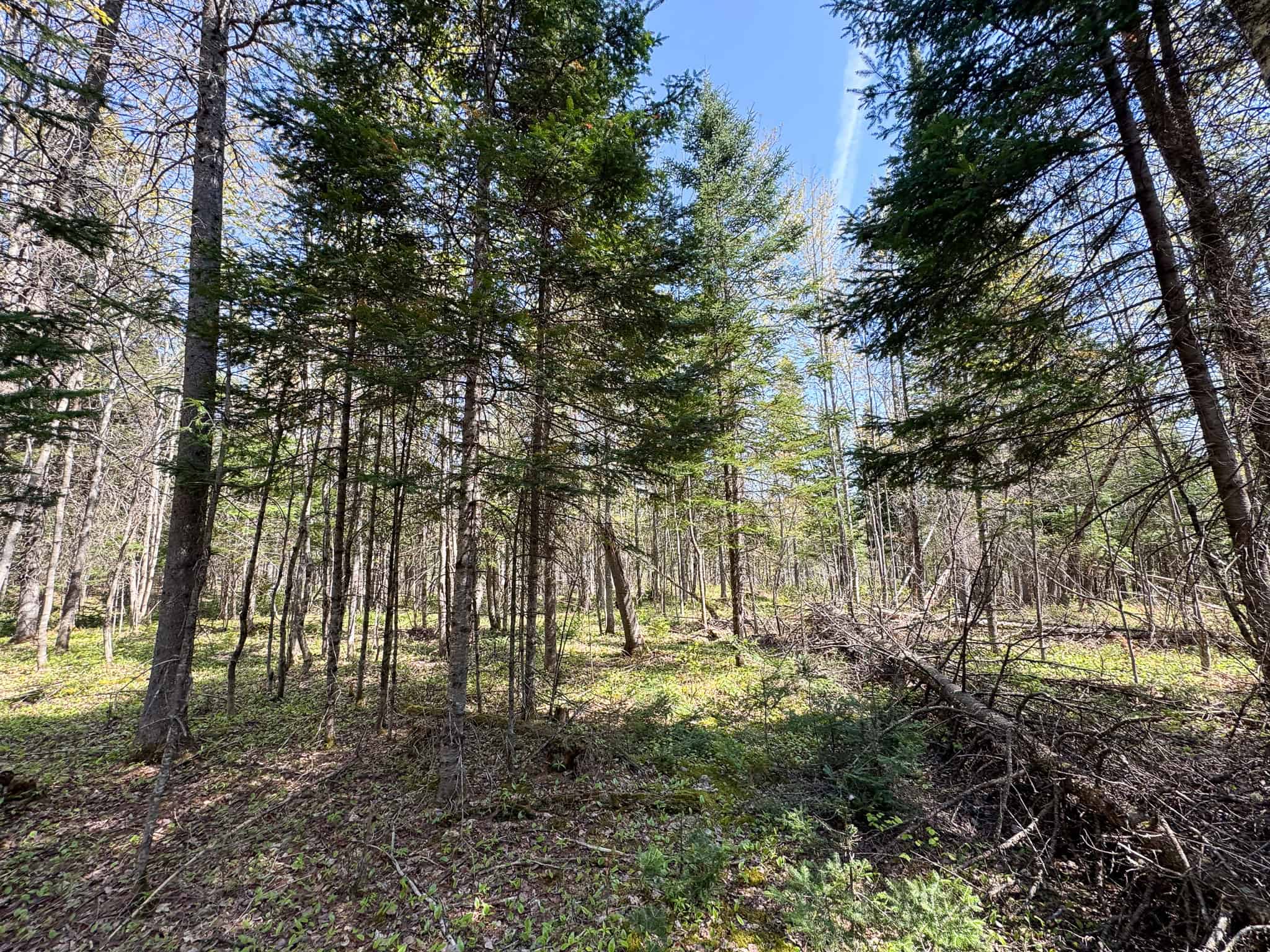 Escape to the Maine Woods – Off-Grid Getaway Cabin on 26± Acres