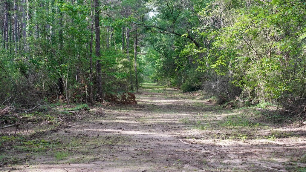 South Mississippi Hunting Paradise for Sale Amite County,MS