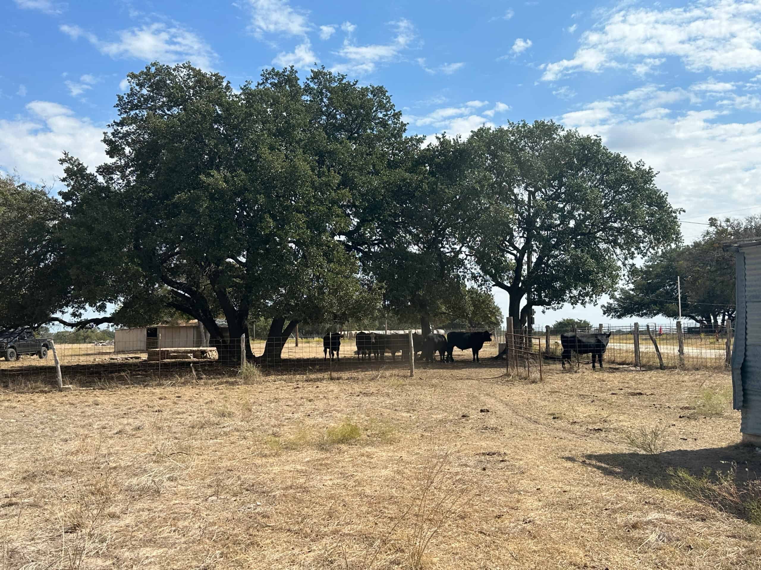 Serene 40 Acres in Central Texas