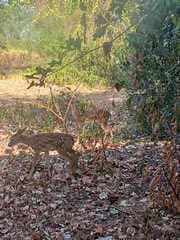 32-Acre Live Water Property with Leon River Frontage in Gatesville, TX