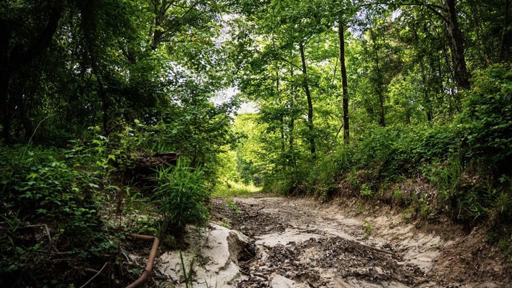 586 Hunting Land in the Catahoula Hills with Creek