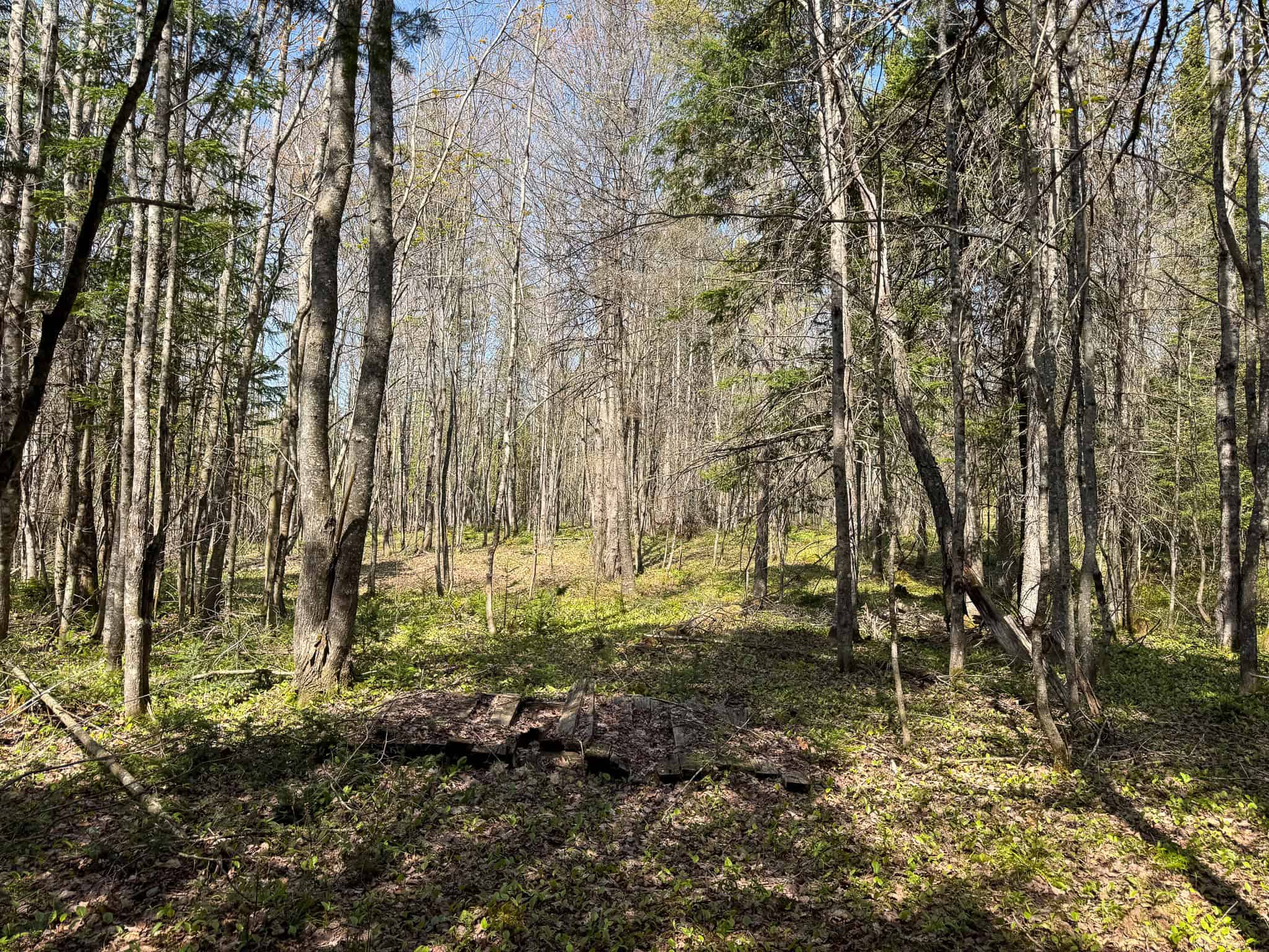 Escape to the Maine Woods – Off-Grid Getaway Cabin on 26± Acres