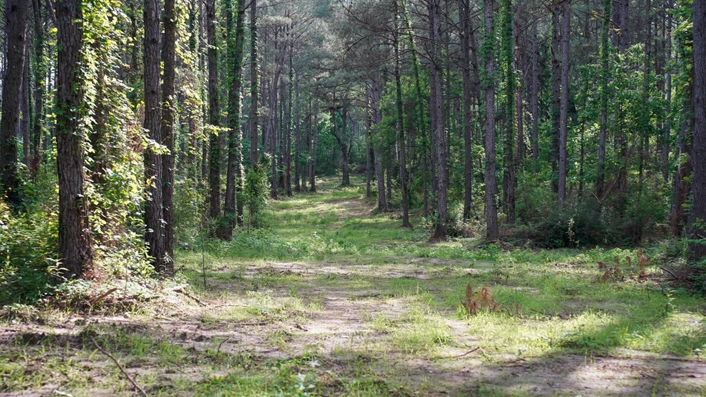South Mississippi Hunting Paradise for Sale Amite County,MS