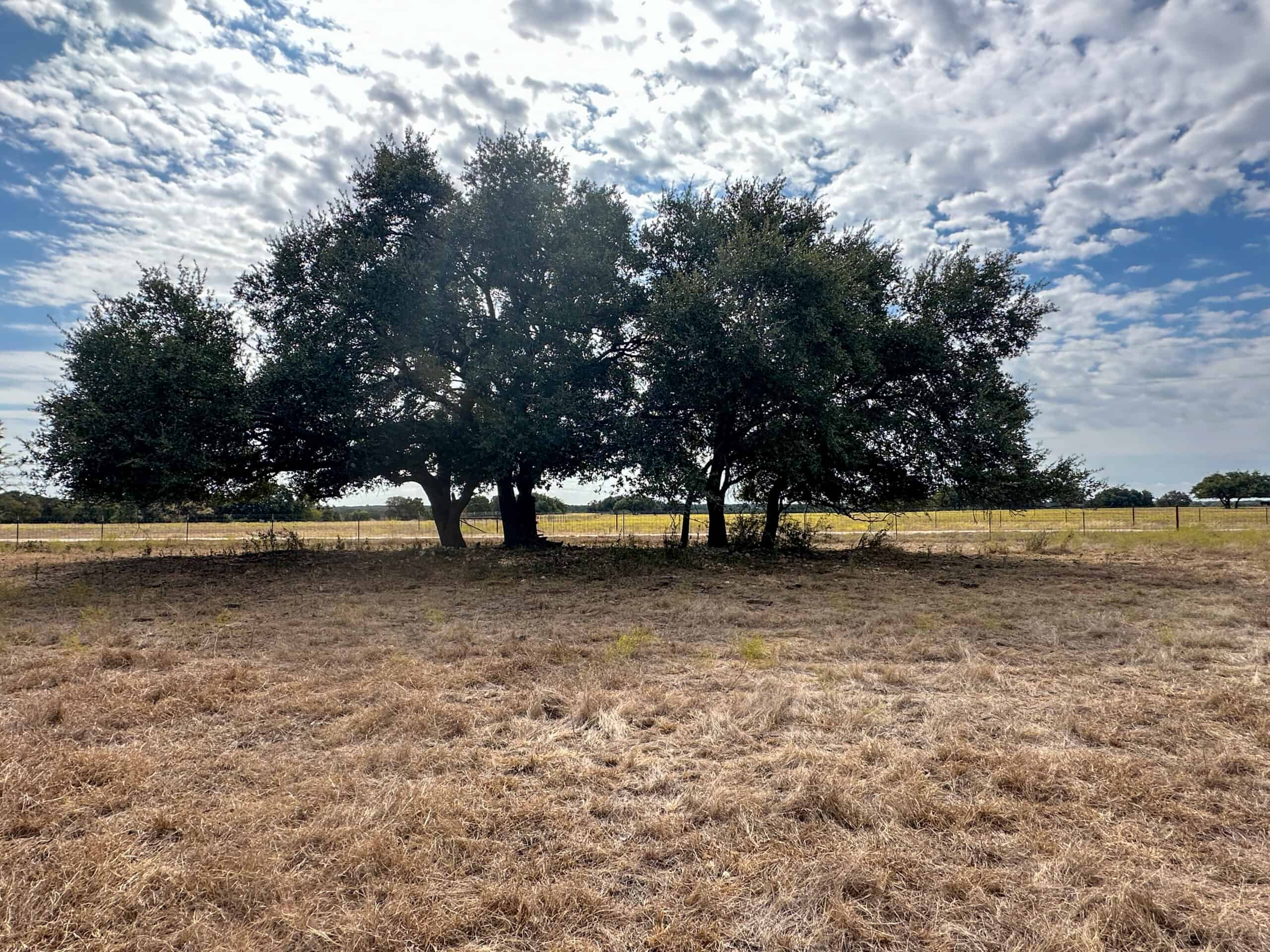 Serene 40 Acres in Central Texas