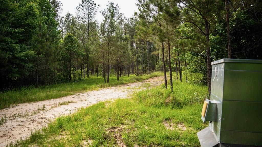 586 Hunting Land in the Catahoula Hills with Creek