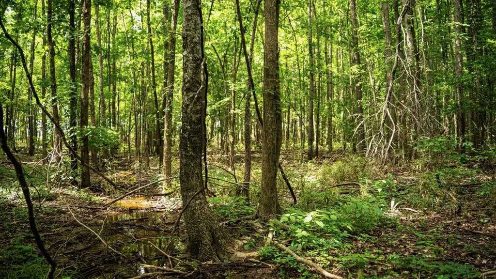 Hunting Land for Sale Morehouse Parish, LA